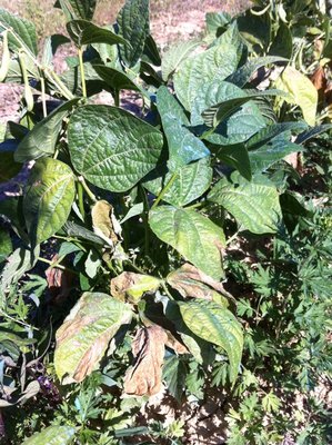 IMG_0767.jpg (320.9 KiB) Osservato 935 volte IMG_0767.jpg