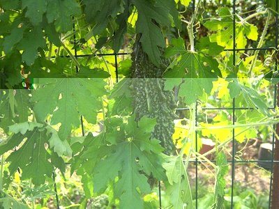 100_0799.JPG (138.67 KiB) Osservato 743 volte 100_0799.JPG