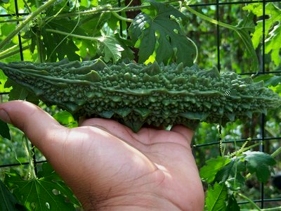 100_0800.JPG (113.9 KiB) Osservato 743 volte 100_0800.JPG