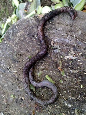 questo e' abbastanza lungo! ne ho trovati un paio... / 111220113487.jpg 111220113487.jpg