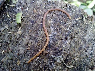 questi se nn sbaglio sono da tenere nell'orto perche' rossi... / 111220113490.jpg 111220113490.jpg