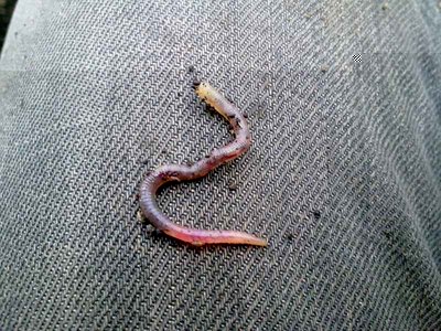 questo è molto + corto del primo.... / 111220113492.jpg 111220113492.jpg