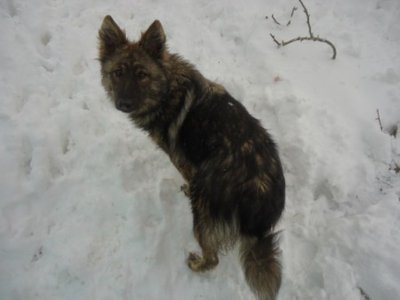 Questa è zighe. Una cagnolina da pastore formidabile molto imparentata con il lupo. Rischio estinzione / zighe.jpg zighe.jpg