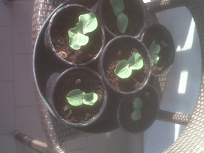 IMG00075-20120331-1738.jpg (161.92 KiB) Osservato 809 volte IMG00075-20120331-1738.jpg