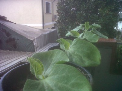 IMG00084-20120407-1812.jpg (190.18 KiB) Osservato 809 volte IMG00084-20120407-1812.jpg