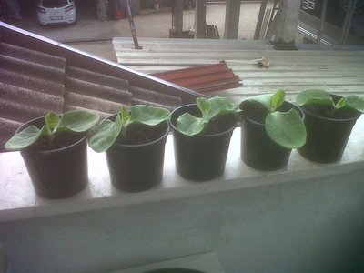 IMG00085-20120407-1812.jpg (201.76 KiB) Osservato 779 volte IMG00085-20120407-1812.jpg