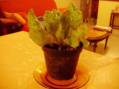 PB270007.JPG (147.45 KiB) Osservato 669 volte PB270007.JPG