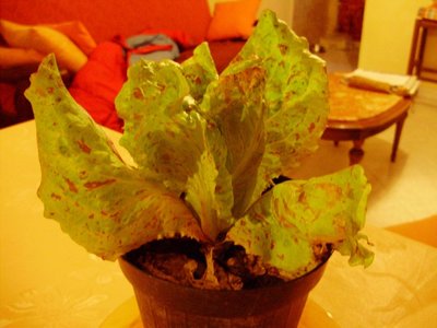 PB270008.JPG (150.22 KiB) Osservato 669 volte PB270008.JPG