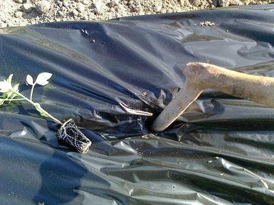 Foto0076.jpg (134.5 KiB) Osservato 500 volte Foto0076.jpg