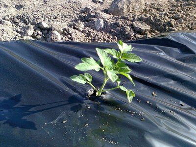 foto0080.jpg (161.9 KiB) Osservato 500 volte foto0080.jpg