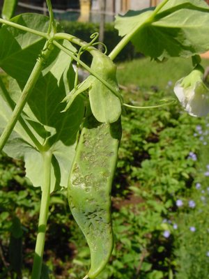 pisellomalato.JPG (142.24 KiB) Osservato 903 volte pisellomalato.JPG