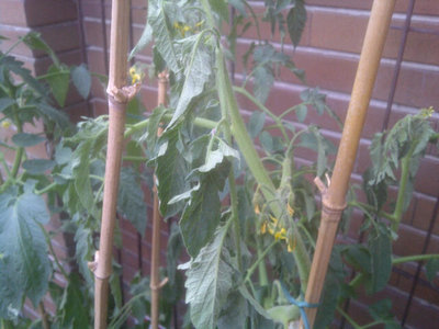 IMG-20120624-00127.jpg (52.06 KiB) Osservato 936 volte IMG-20120624-00127.jpg