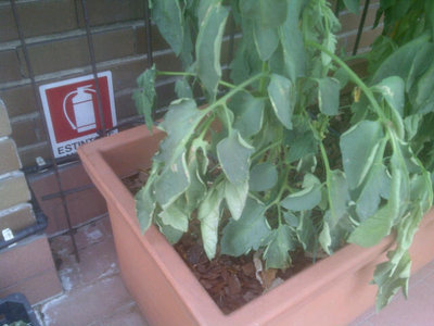 IMG-20120624-00126.jpg (47.68 KiB) Osservato 936 volte IMG-20120624-00126.jpg