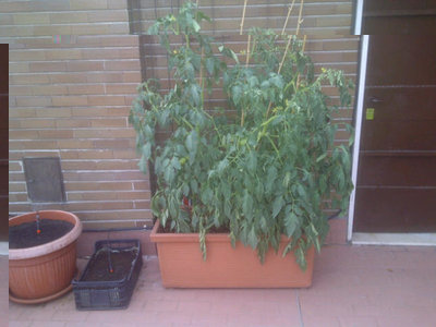 IMG-20120624-00125.jpg (48 KiB) Osservato 936 volte IMG-20120624-00125.jpg