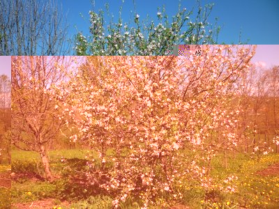 Melo mai potato, nato direttamente e spontaneamente da seme / melo rid.jpg melo rid.jpg
