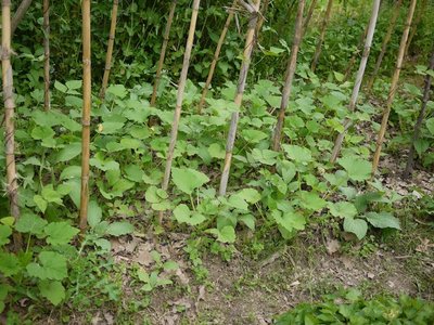Le zucchine seminate naturalmente a crescono e andrebbero diradate! / Zucchine in crescita.jpg Zucchine in crescita.jpg
