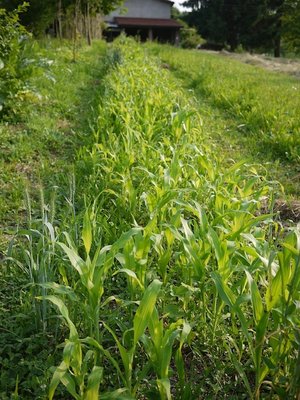 il mais seminato naturalmente cresce e andrebbe diradato / Mais in crescita.jpg Mais in crescita.jpg