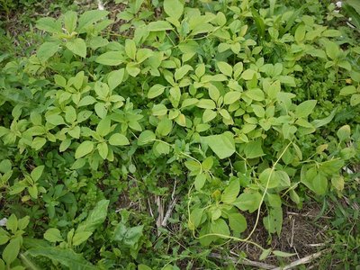 L'amaranto "da seme edule" seminato naturalmente cresce e sta bene anche un po' fitto! / AMaranto.jpg AMaranto.jpg