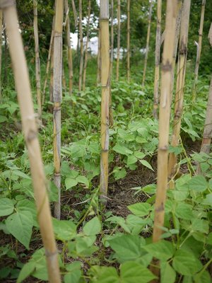 I fagioli seminati naturalmente incominciano l'arrampicata sui sostegni di bambù. / i fagioli si arrampicano.jpg i fagioli si arrampicano.jpg
