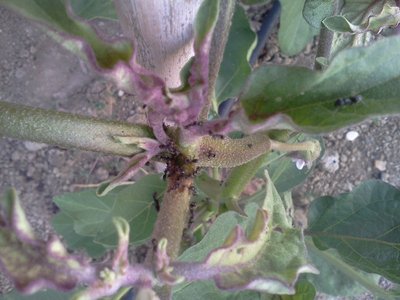 Melanzana.jpg (172.2 KiB) Osservato 1786 volte Melanzana.jpg