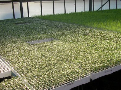 Per dare l'idea vi allego una foto presa da internet / FOTO.jpg FOTO.jpg