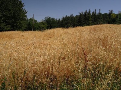 DSCN0005.JPG (165.03 KiB) Osservato 1788 volte DSCN0005.JPG