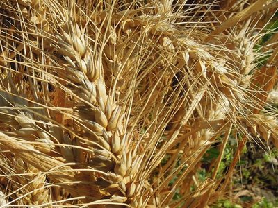 3grano.JPG (193.08 KiB) Osservato 1788 volte 3grano.JPG