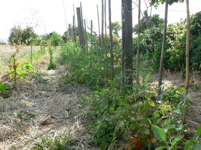 pomodori ciliegino s. marzano 2 belmonte / pomodori.jpg pomodori.jpg