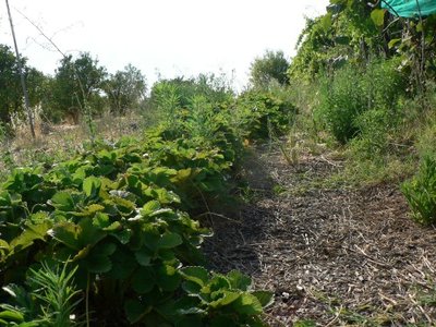 fragole.jpg (87.24 KiB) Osservato 2234 volte fragole.jpg