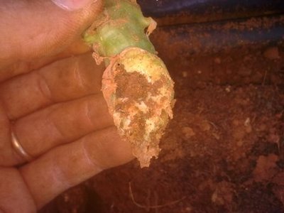 Immag1559.jpg (24.81 KiB) Osservato 569 volte Immag1559.jpg