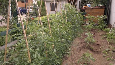 Pomodori e melanzane / 09062012963.jpg 09062012963.jpg