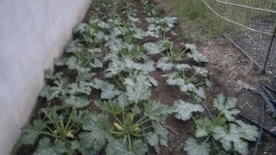 Zucchine / 21052012891.jpg 21052012891.jpg