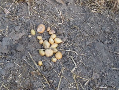 DSCN9866-001.JPG (157.38 KiB) Osservato 2052 volte DSCN9866-001.JPG