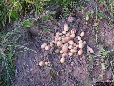 DSCN9868-001.JPG (181.45 KiB) Osservato 2052 volte DSCN9868-001.JPG