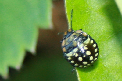 insetto1.jpg (159.45 KiB) Osservato 2010 volte insetto1.jpg