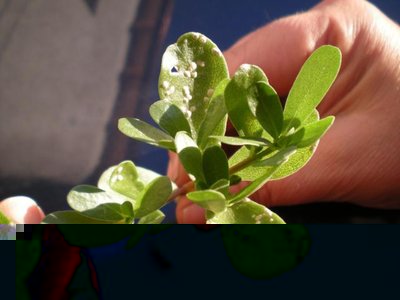 DSCN1059a.jpg (71.02 KiB) Osservato 593 volte DSCN1059a.jpg