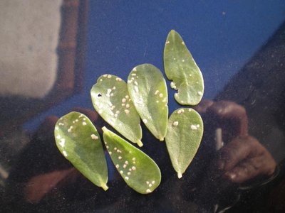 DSCN1060a.jpg (75.66 KiB) Osservato 593 volte DSCN1060a.jpg