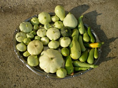 Le mie zucchine brutte e buone. / P1020100.JPG P1020100.JPG