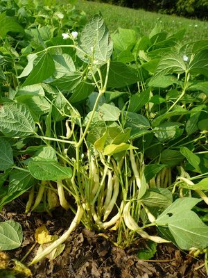 Fagiolini seminati su sodo con semina naturale forzata (seme pregermogliato, ricoperto di pacciamatura e innaffiato) / P1020109.JPG P1020109.JPG