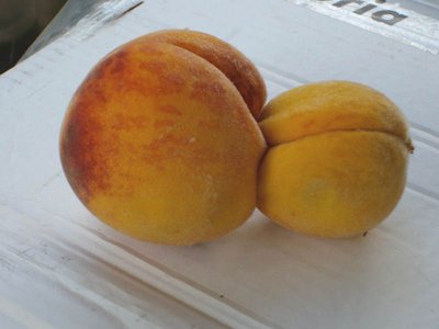 GEMELLA.jpg (66.63 KiB) Osservato 723 volte GEMELLA.jpg