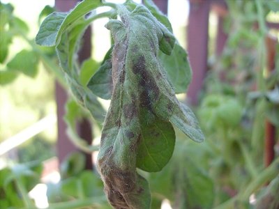 S7302582.JPG (98.31 KiB) Osservato 547 volte S7302582.JPG