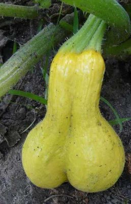 zgialla.jpg (37.34 KiB) Osservato 666 volte zgialla.jpg