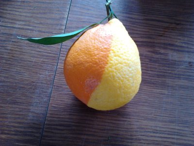 IMG10008.jpg (92.64 KiB) Osservato 647 volte IMG10008.jpg