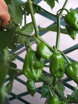 Un peperone all'improvviso.JPG (62.03 KiB) Osservato 719 volte Un peperone all'improvviso.JPG