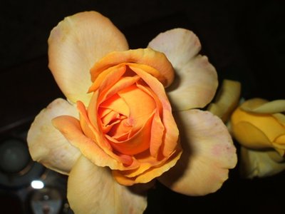 Arlequin.JPG (48.06 KiB) Osservato 719 volte Arlequin.JPG