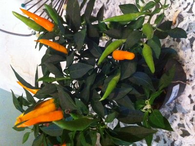 m2.JPG (148.72 KiB) Osservato 542 volte m2.JPG