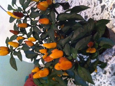 m3.JPG (151.5 KiB) Osservato 542 volte m3.JPG