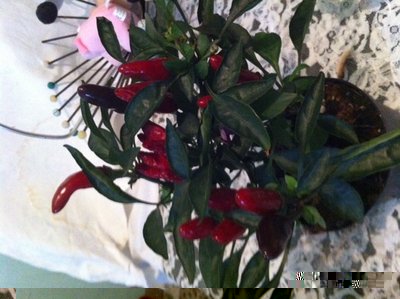 m4.JPG (133.87 KiB) Osservato 542 volte m4.JPG