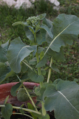 mugnolo.jpg (153.78 KiB) Osservato 757 volte mugnolo.jpg