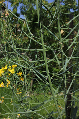 mugnolo.JPG (179.08 KiB) Osservato 743 volte mugnolo.JPG